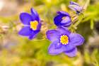USA, Texas, Guadalupe Mountains National Park. Blooming blue gilia flowers. Art Print